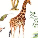 Kidooz Brabbels & uitspraken - Safari - sfeerfoto 2 - invulboekjes.nl