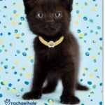 Vp 9789464323726 Rh Cats Weekkalender