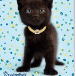Vp 9789464323726 Rh Cats Weekkalender
