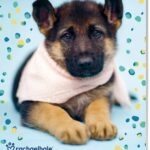 Vp 9789464323733 Rh Dogs Weekkalender