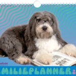 Vp 9789464325652 Fp2024 Rachaelhale Dogs Cover